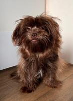 Mix pommeriaan en bonnet, 7 maanden oud, Dieren en Toebehoren, 15 weken tot 1 jaar, Eén hond, Nederland, Particulier