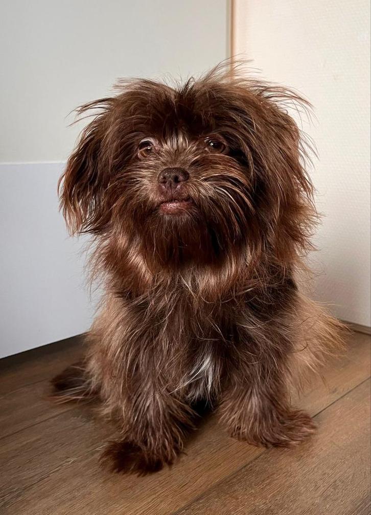 Mix pommeriaan en bonnet, 7 maanden oud, Dieren en Toebehoren, Honden | Chihuahua's en Gezelschapshonden, Reu, Overige rassen