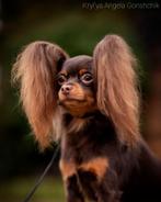 Russkiy Toy pups met FCI stamboom, Dieren en Toebehoren, Honden | Chihuahua's en Gezelschapshonden, België, Fokker | Hobbymatig
