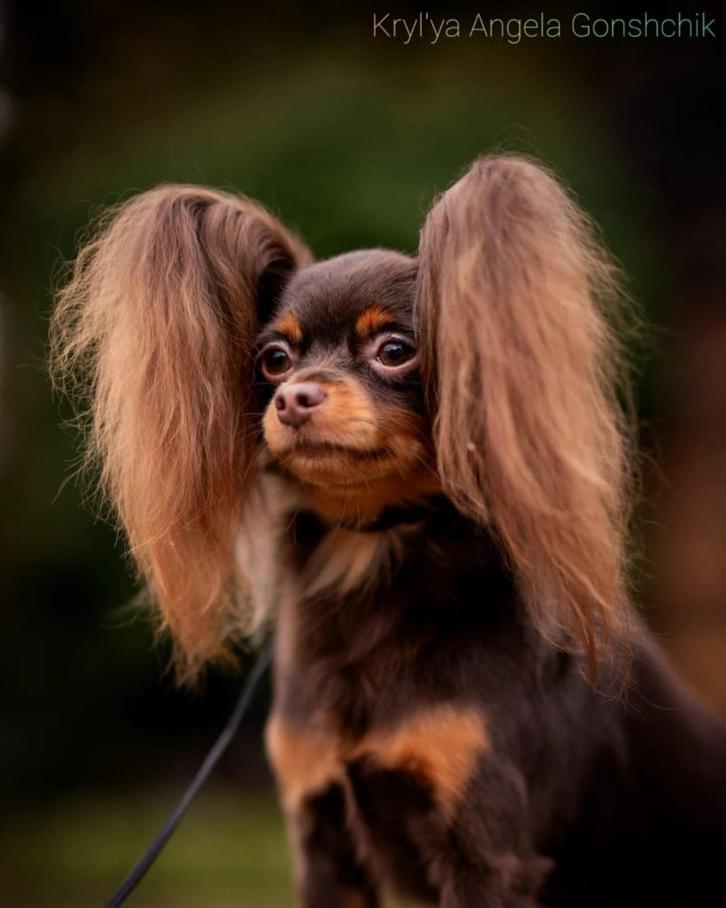 Russkiy Toy pups met FCI stamboom, Dieren en Toebehoren, Honden | Chihuahua's en Gezelschapshonden, Meerdere dieren, Overige rassen