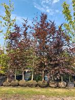 Rode beuken bomen!! Fagus sylvatica atropurpurea zuilen beuk, In pot, Halfschaduw, Zomer, 400 cm of meer
