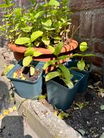 CITROENMELISSE Biologisch. Voor thee of tegen muggen, Tuin en Terras, Planten | Tuinplanten, Ophalen, Volle zon, Vaste plant, Kruiden