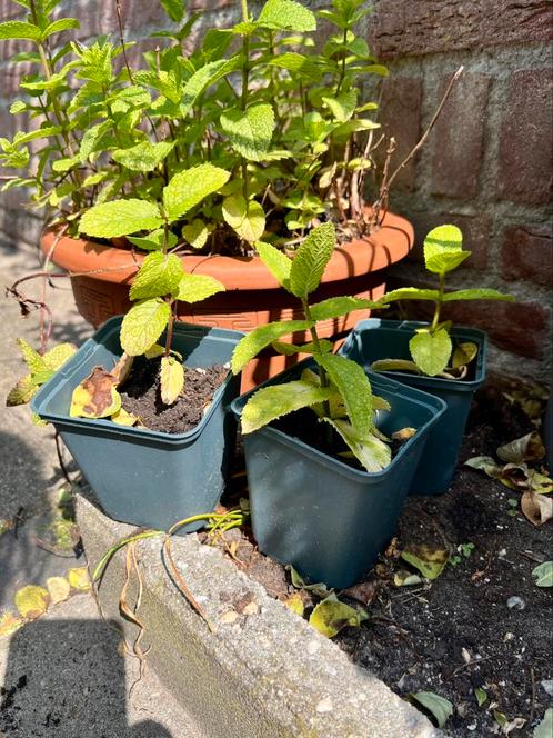 CITROENMELISSE Biologisch. Voor thee of tegen muggen, Tuin en Terras, Planten | Tuinplanten, Vaste plant, Kruiden, Volle zon, Zomer