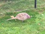 Prachtige correct geringde bosfazanten, Dieren en Toebehoren, Pluimvee, Meerdere dieren, Overige soorten
