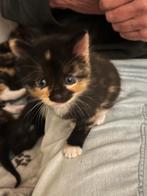 Kittens, Dieren en Toebehoren, Katten en Kittens | Overige Katten, Meerdere dieren, 0 tot 2 jaar
