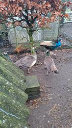 pauw hennen natuurbroed, Vrouwelijk, Overige soorten