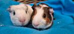 Cavia Koppel JAZ & JAY uit de opvang zoeken een tehuis!, Dieren en Toebehoren, Knaagdieren, November, Meerdere dieren, Cavia