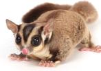Sugar gliders, Dieren en Toebehoren, Meerdere dieren, Overige typen, Tam, Oktober