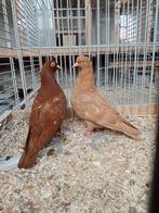 12 jonge Nederlandse hoogvliegers vliegtype, Meerdere dieren, Postduif
