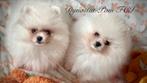 Pomeranian FCI, Rabiës (hondsdolheid), 8 tot 15 weken, Buitenland, Teef