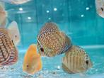 Indiana Tiger Discus, Symphysodon Discus Indiana Tiger, Vis, Zoetwatervis