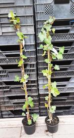 Klimop Hedera hibernica gestokt 80/100 t/m 150/175, Ophalen, Bloeit niet, Klimplanten, Halfschaduw