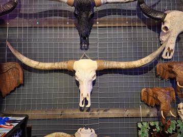 Buffel schedels - Longhoorns - Ram schedels - Wanddecoratie  beschikbaar voor biedingen