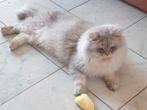 Dekkater Britse Langhaar Stamboom, black silver.Oók te koop!, Dieren en Toebehoren, 0 tot 2 jaar