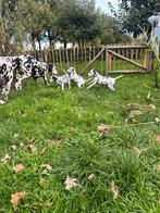 Prachtige dalmatier pups, Rabiës (hondsdolheid), Overige rassen, 8 tot 15 weken, Meerdere