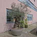 Olijfboom - bonsai (Olea Europaea) 250-270cm, Tuin en Terras, Olijfboom, Zomer, Volle zon, 250 tot 400 cm