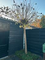 Mooie bolcatalpa boom te koop!, Tuin en Terras, Planten | Bomen, Bloeit niet, 100 tot 250 cm, Volledige schaduw, Ophalen