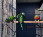 Lori van de Blauwe Bergen, Dieren en Toebehoren, Vogels | Parkieten en Papegaaien, Meerdere dieren, Papegaai, Geringd