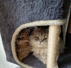 Raszuivere Scottish , langharig, 2 katers ⚡️⚡️