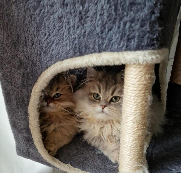 Raszuivere Scottish , langharig, 2 katers ⚡️⚡️, Dieren en Toebehoren, Katten en Kittens | Raskatten | Langhaar