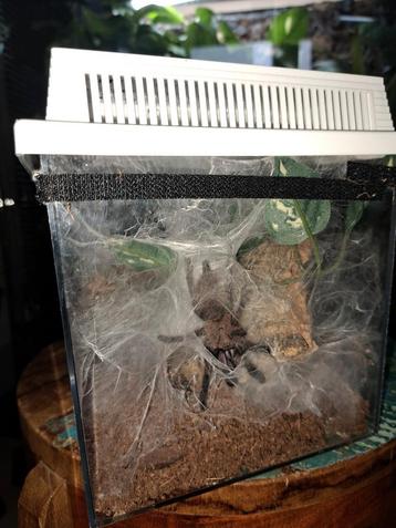 Chilobrachys sp electric blue   beschikbaar voor biedingen