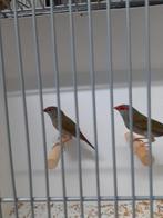 Dorn astrilde, Meerdere dieren