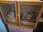 Hamster kooi GRATIS!!!!!, Dieren en Toebehoren, Kooi, Gebruikt, Hamster, 75 tot 110 cm
