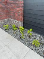 Hortensia strong Annabelle 9 stuks, Tuin en Terras, Halfschaduw, Zomer, Overige soorten, Ophalen