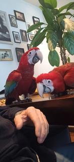 ara papegaaien groenvleugel, Dieren en Toebehoren, Geslacht onbekend, Papegaai, Geringd