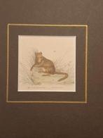 Hazelmuis gravure 1803 William Mackenzie, Antiek en Kunst, Ophalen