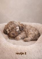 Uitzonderlijk mooie boomer pups. Ook merle / chocokleur !!!, Parvo, Overige rassen, 8 tot 15 weken, Meerdere