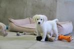 Leuke Golden Retriever x Duck Toller Retriever kruising pup, Golden retriever, Nederland, Reu, CDV (hondenziekte)