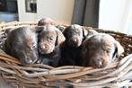 Lieve bruine Labrador x Border Collie pups, 8 tot 15 weken, CDV (hondenziekte), Meerdere, Meerdere dieren
