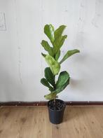 Ficus Lyrata (Tabaksplant), around 1 meter, Ophalen, Ficus, Halfschaduw, Minder dan 100 cm
