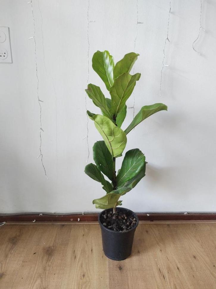 Ficus Lyrata (Tabaksplant), around 1 meter, Huis en Inrichting, Kamerplanten, Ficus, Minder dan 100 cm, Halfschaduw, Ophalen