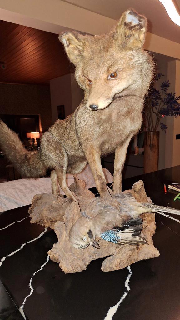 Opgezette vos met Vlaamse gaai op stronk, Antiek en Kunst, Kunst | Beelden en Houtsnijwerken, Ophalen