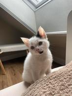 Super lief, aanhankelijk opvang kitten, katertje, Dieren en Toebehoren, Katten en Kittens | Overige Katten, Kater, Kortharig, 0 tot 2 jaar