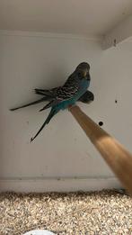 Grasparkiet blackface, Dieren en Toebehoren, Vrouwelijk, Parkiet, Geringd