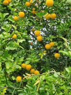 Poncirus Trifoliata / winterharde citroen / half stam ‼️‼️, In pot, Lente, Volle zon, 250 tot 400 cm