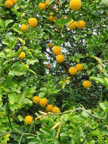 Poncirus Trifoliata / winterharde citroen / half stam ‼️‼️