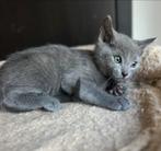 Blauwe rus kittens te koop, Dieren en Toebehoren, Katten en Kittens | Raskatten | Korthaar, Meerdere dieren, Ontwormd, 0 tot 2 jaar