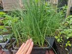 Prei om uit te planten, Tuin en Terras, Planten | Tuinplanten, Ophalen, Volle zon, Groenteplanten, Eenjarig