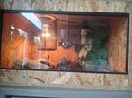 Koningspython man 2024, Slang, Met terrarium, 0 tot 2 jaar