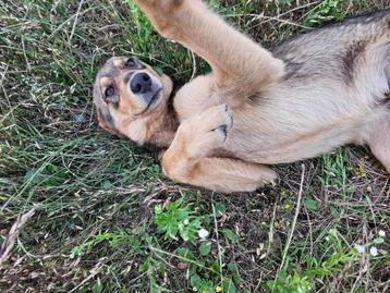 Sociale Ebo wacht in de kennel op zijn huisje beschikbaar voor biedingen