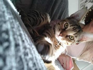 Jarela, PomPon achter gelaten, 27-07-2025, reisklaar beschikbaar voor biedingen