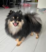 Lieve Pomeranian/Keeshond kruising te koop (9 maanden oud), Dieren en Toebehoren, Honden | Poolhonden, Keeshonden en Oertypen