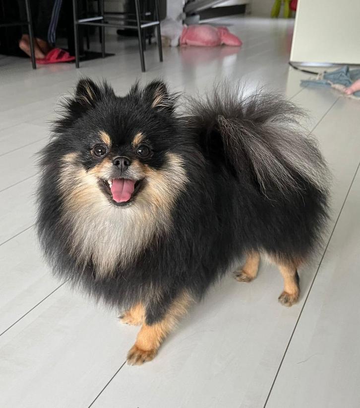Lieve Pomeranian/Keeshond kruising te koop (9 maanden oud), Dieren en Toebehoren, Honden | Poolhonden, Keeshonden en Oertypen