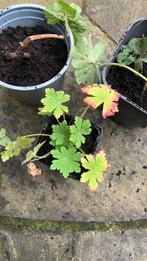GERANIUM STEKJES, VROUWENMANTEL en ACANTUS, Tuin en Terras, Planten | Tuinplanten, Ophalen of Verzenden, Overige soorten, Volle zon