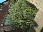 Sier Pampus gras plant met pluim, Tuin en Terras, Planten | Tuinplanten, Ophalen, Zomer, Overige soorten, Volle zon
