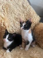 Kittens te koop!, Dieren en Toebehoren, Katten en Kittens | Overige Katten, Kater, Kortharig, 0 tot 2 jaar